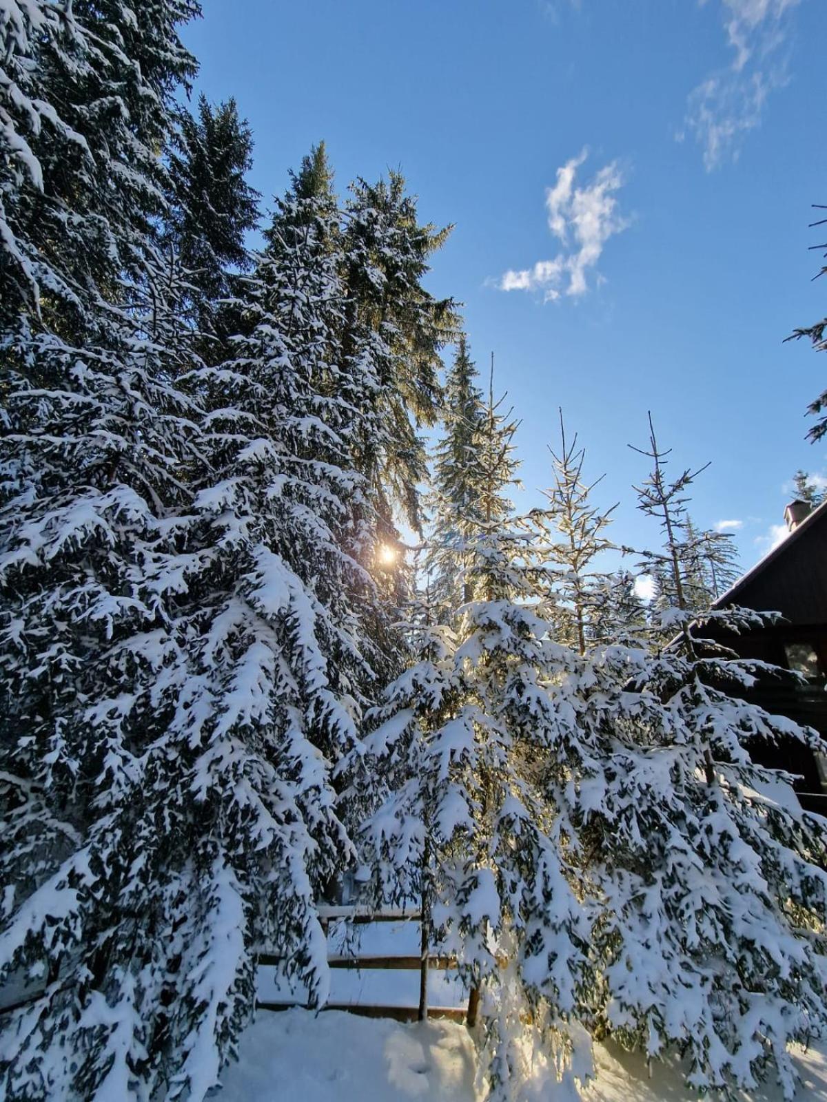 Forest Apartments Pokljuka Zgornje Gorje Eksteriør bilde