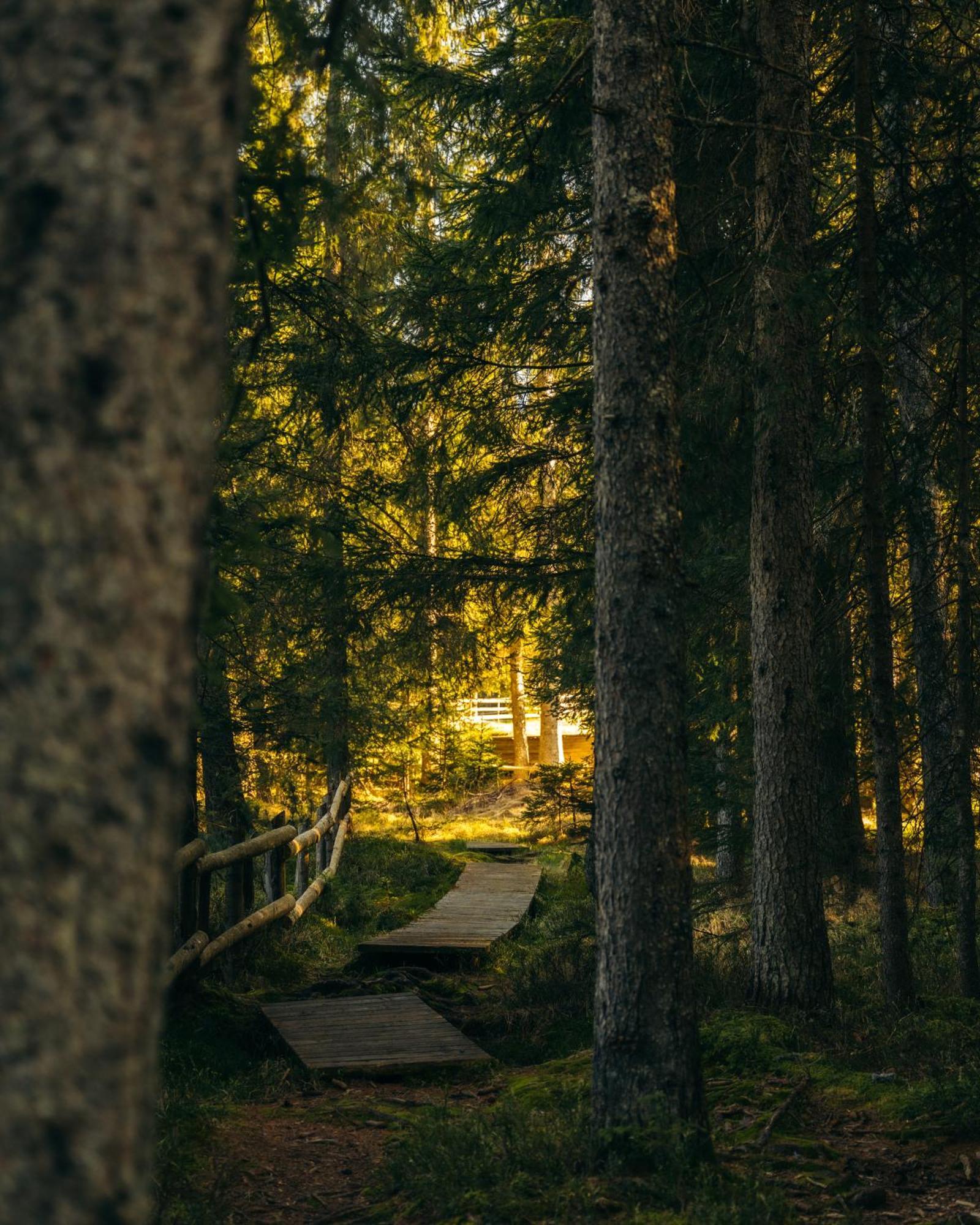 Forest Apartments Pokljuka Zgornje Gorje Eksteriør bilde
